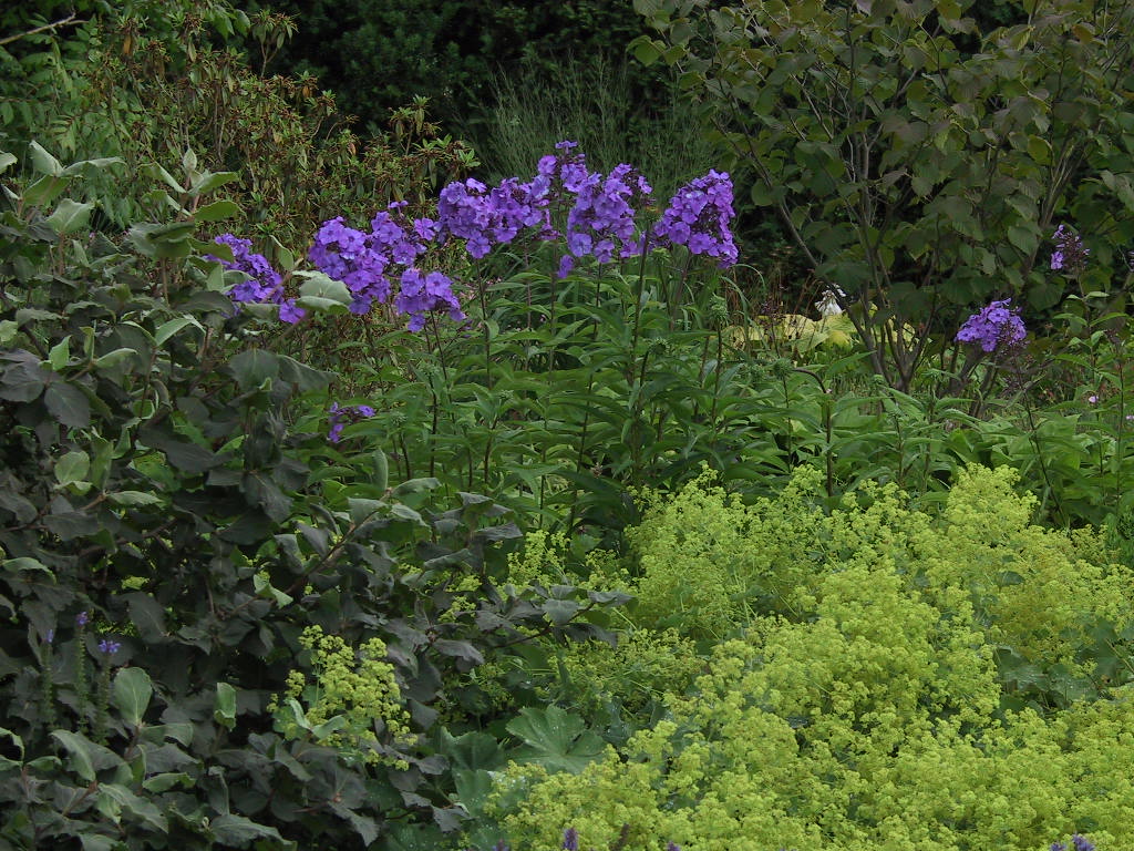 Phlox paniculata Blue Paradise 05 im Beet.jpg